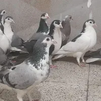 کبوتر دمگیر نرماده