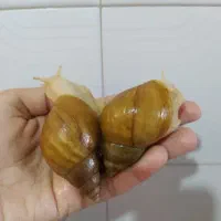 حلزون البینو پیش مولد