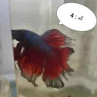 ماهی فایتر|ماهی|خرم‌آباد, |دیوار