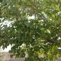 زمین