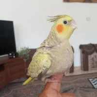 عروس هلندی