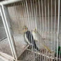 عروس هلندی|پرنده|بومهن, |دیوار