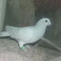 شامی کرمونی