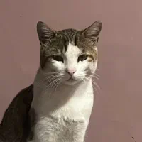 گربه گمشده|حیوانات|کلاچای, |دیوار