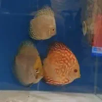 ماهی دیسکس|ماهی|تهران, کاج|دیوار