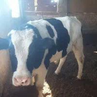 جوانه گاو گوساله