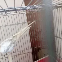 عروس آلبینو نر فوق‌العاده به شرط|پرنده|اصفهان, شهرک کاوه|دیوار