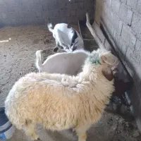 بره چاق