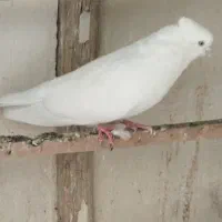 کبوتر نوک سفید چشم سفید