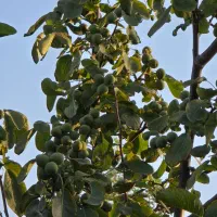گردو بکار چند ساله برداشت کن|خدمات باغبانی و درختکاری|قزوین, |دیوار