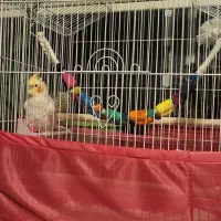 فروش عروس هلندی سخنگو|پرنده|سمنان, |دیوار