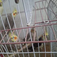 طوطی عروس هلندی تعداد نروماده کیاشهر