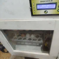 دستگاه جوجه کشی