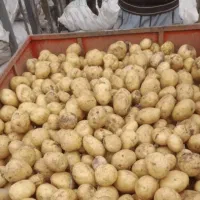 سیب زمینی بذری|خدمات باغبانی و درختکاری|جیرفت, |دیوار