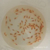 خرید آنلاین ماهی زینتی برکه گلبهار ارسال رایگان|ماهی|گلبهار, شهر جدید گلبهار|دیوار