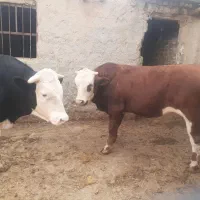 گوساله خیلی چاق  نر و ماده