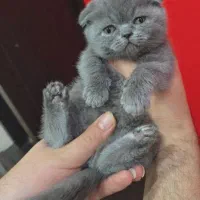 گربه اسکاتیش فولد