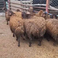 بره های قزل افشار ماده پای قوچی گله رو۱۱تا(گوسفند