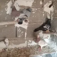 کبوتر پرشی|پرنده|طبس, |دیوار