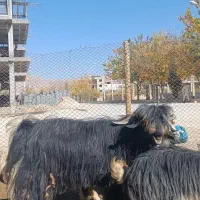 بیگ چپش دوبر|حیوانات مزرعه|لردگان, |دیوار