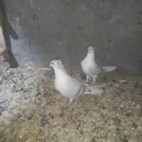 کبوتر عتیقه ساده آبی|پرنده|نصر آباد, |دیوار