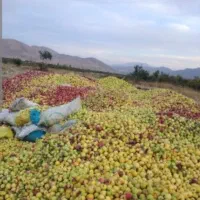خریدار سیب پا درختی