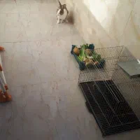 واگذاری خرگوش|موش و خرگوش|بیرجند, |دیوار