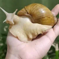 فروش خاویار حلزون