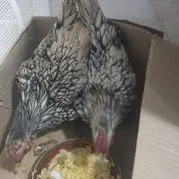 خروس سبرایت