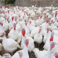 بوقلمون 360مفته سبد کالا کالابرگ(خانه طیور)