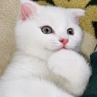 توله پرشین