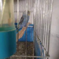 یک مرغ عش  بالغ  ماده سالم اهلی