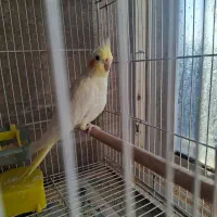 طوطی عروس لوتینو نر|پرنده|بابل, |دیوار