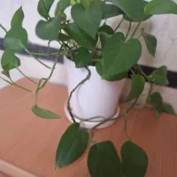 خانه اجاره ای ویلایی در تهرانسر