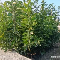 نهال مرکبات نارنگی، نارنگی ژاپنی،تامسون، خونی و.|خدمات باغبانی و درختکاری|ساری, |دیوار