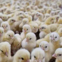 گارکر مرغداری