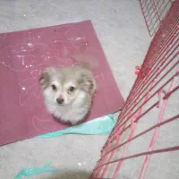 پامرین ۳ماهه