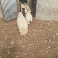 بره چاق باب قصابی