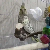 عروس هلندی|پرنده|ری, حمزه‌آباد|دیوار