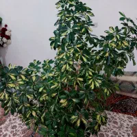 گل‌ فروش|گل و گیاه طبیعی|اسکو, |دیوار