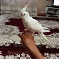 عروس هلندی البینو نر جوجه