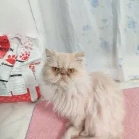 پرشین بازیگوش وباحال|گربه|مشهد, امام خمینی|دیوار