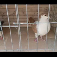 کبوتر چپ دم و راست دم