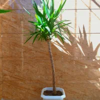 درخت یوکا|گل و گیاه طبیعی|صحنه, |دیوار