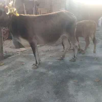 گاو باگوساله