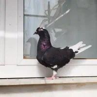 کبوتر پرشی 4طوق|پرنده|ابهر, |دیوار