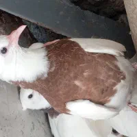 جفت جوجه طوقی|پرنده|سمیرم, |دیوار