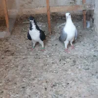 کفتر