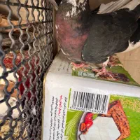 کله‌سفید|پرنده|سبزوار, هویزه|دیوار