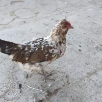 ۴ عدد دوتکه